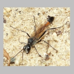 Ammophila sabulosa - Sandwespe 60-m10 16mm.jpg